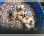 Small Photo #7 Labrador Retriever Puppy For Sale in CONRATH, WI, USA