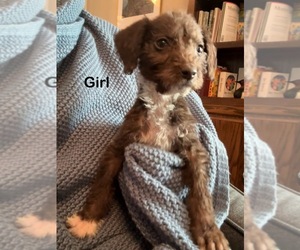 Aussiedoodle-German Wirehaired Pointer Mix Puppy for sale in EDMOND, OK, USA