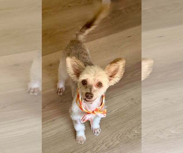 Medium Photo #1 Maltese-Unknown Mix Puppy For Sale in Cave Creek, AZ, USA