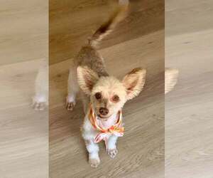 Maltese-Unknown Mix Dogs for adoption in Cave Creek, AZ, USA