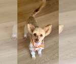 Bennett - Male Maltese-Unknown Mix Dog for Adoption - Small photo
