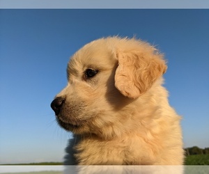 English Cream Golden Retriever Puppy for sale in WOOSTER, OH, USA
