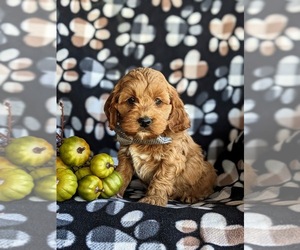 Cock-A-Poo Puppy for sale in NEW HOLLAND, PA, USA