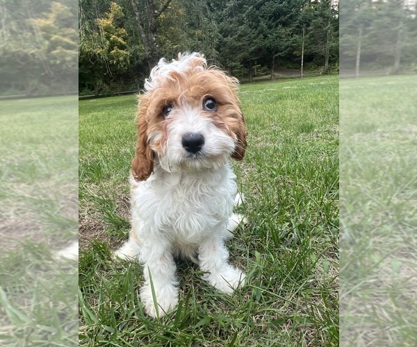 Medium Photo #51 Cavapoo-Poodle (Miniature) Mix Puppy For Sale in DURHAM, CT, USA