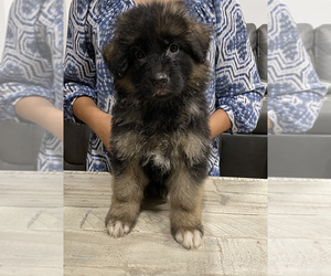 German Shepherd Dog Puppy for sale in S WILLINGTON, CT, USA
