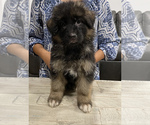 Small Photo #1 German Shepherd Dog Puppy For Sale in S WILLINGTON, CT, USA