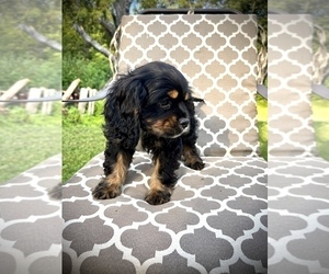 Cavalier King Charles Spaniel Puppy for sale in CENTURIA, WI, USA