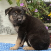Small Photo #3 German Shepherd Dog Puppy For Sale in GAP, PA, USA