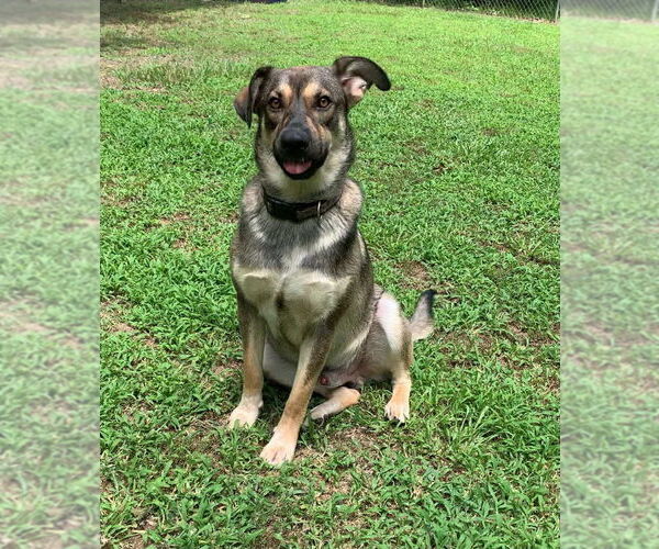 Medium Photo #1 German Shepherd Dog-Unknown Mix Puppy For Sale in Alexander, AR, USA