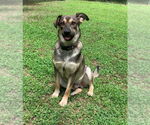 Small German Shepherd Dog Mix