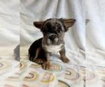 Small #13 French Bulldog