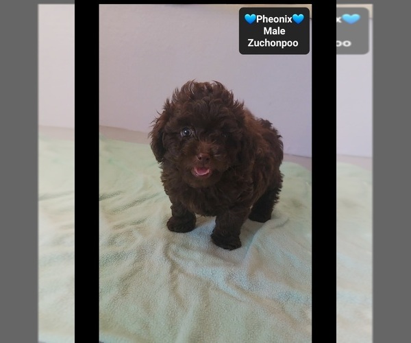 Medium Photo #2 Poodle (Toy)-Zuchon Mix Puppy For Sale in TUCSON, AZ, USA