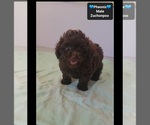 Phoenix - Male Poodle (Toy)-Zuchon Mix Puppy for Sale - Photo #2
