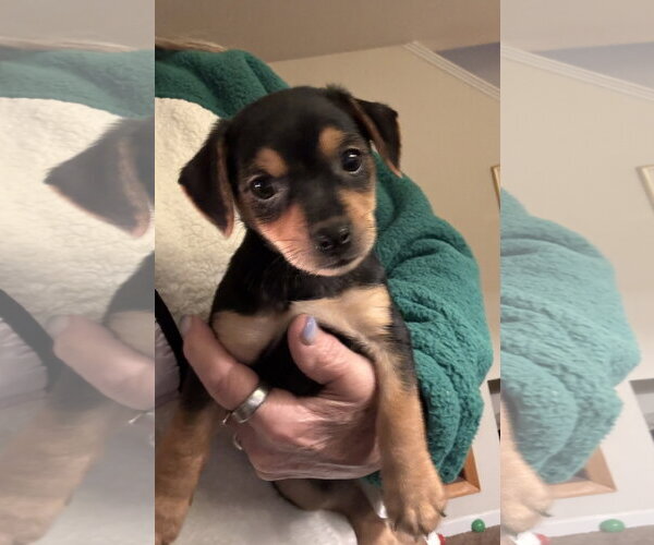 Medium Photo #1 Chihuahua-Unknown Mix Puppy For Sale in Pottstown, PA, USA