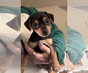 Chihuahua-Unknown Mix Dogs for adoption in Pottstown, PA, USA