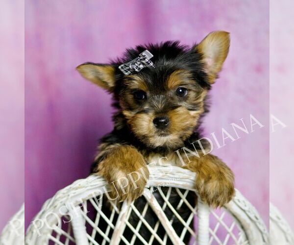 Medium Photo #5 Yorkshire Terrier Puppy For Sale in WARSAW, IN, USA
