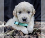 Puppy Nelly English Cream Golden Retriever