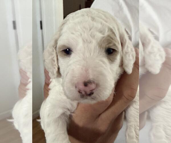 Medium Photo #3 Poodle (Standard) Puppy For Sale in Rancho Cordova, CA, USA