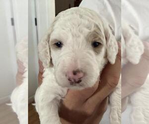 Poodle Pup - Male Poodle (Standard) Dog for Adoption - Photo #3