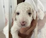 Small Photo #3 Poodle (Standard) Puppy For Sale in Rancho Cordova, CA, USA
