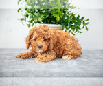 Puppy Kiara Poodle (Miniature)