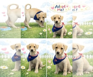 Labrador Retriever-Unknown Mix Dogs for adoption in pomfret, CT, USA