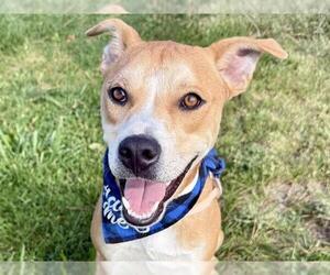Labrador Retriever-Unknown Mix Dogs for adoption in Pueblo, CO, USA