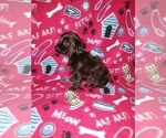 Small Photo #2 YorkiePoo Puppy For Sale in LAPEER, MI, USA