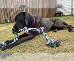 Small #4 Great Dane