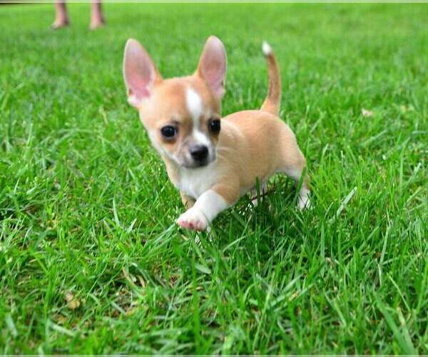 Medium Photo #5 Chihuahua Puppy For Sale in KERNERSVILLE, NC, USA