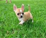 Small #4 Chihuahua