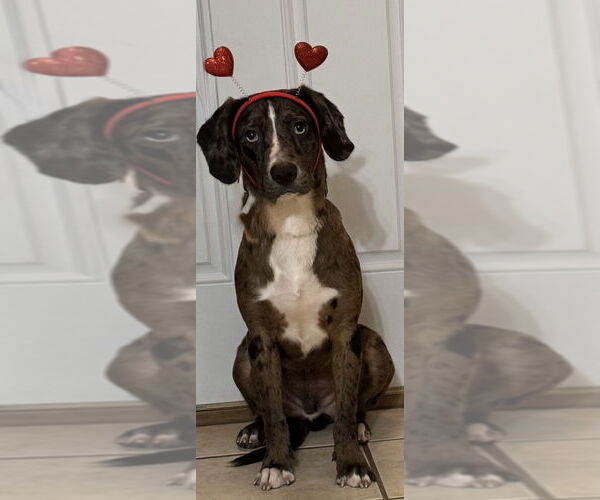 Medium Photo #4 Catahoula Leopard Dog-Unknown Mix Puppy For Sale in Boston, MA, USA