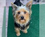 Small #1 Mutt