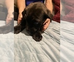 Small Photo #9 Cane Corso Puppy For Sale in CLEARWATER, FL, USA