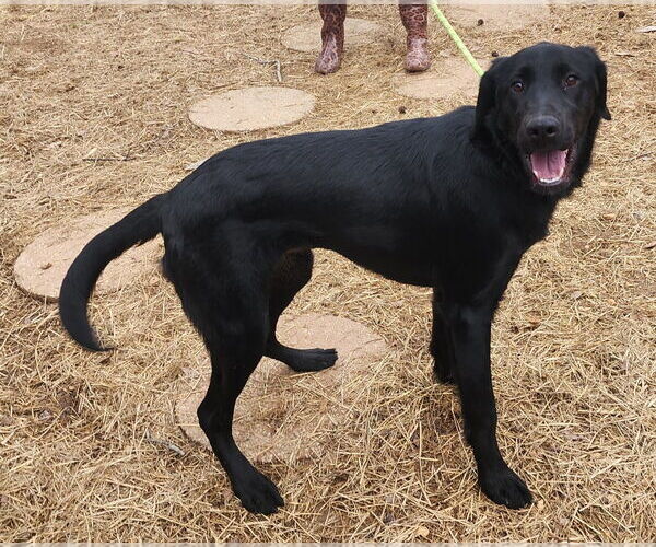 Medium Photo #2 Labrador Retriever-Unknown Mix Puppy For Sale in Wetumpka, AL, USA