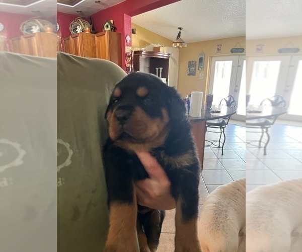 Medium Photo #1 Rottweiler Puppy For Sale in SARASOTA, FL, USA