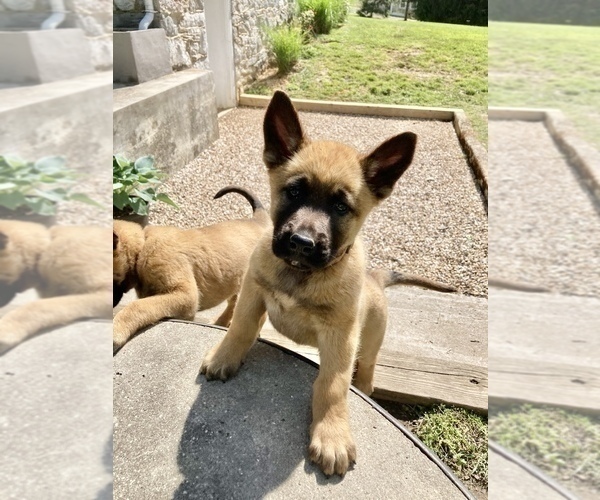 Medium Photo #4 Belgian Malinois Puppy For Sale in FAIRPLAY, MD, USA
