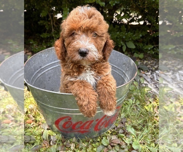 Medium Photo #4 Goldendoodle (Miniature) Puppy For Sale in MIDDLEBURY, IN, USA
