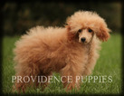 Small Photo #57 Poodle (Miniature) Puppy For Sale in COPPOCK, IA, USA