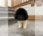 Small Photo #2 Newfoundland Puppy For Sale in TREMONTON, UT, USA