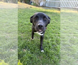 Mutt Dogs for adoption in Boston, MA, USA