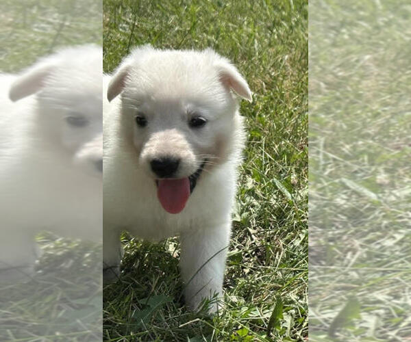 Medium Photo #5 German Shepherd Dog Puppy For Sale in CARDINGTON, OH, USA
