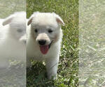 Small #4 German Shepherd Dog