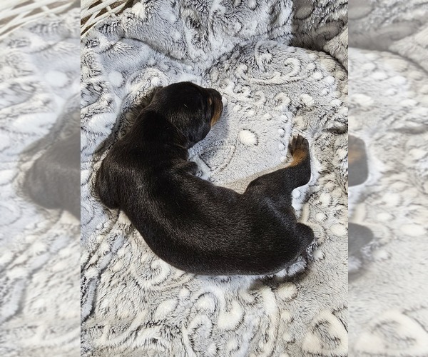 Medium Photo #3 Doberman Pinscher Puppy For Sale in COTTON, MN, USA