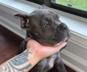 Cane Corso Puppy for sale in MONTGOMERY, AL, USA