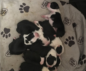 Boston Terrier Puppy for sale in INVERNESS, FL, USA