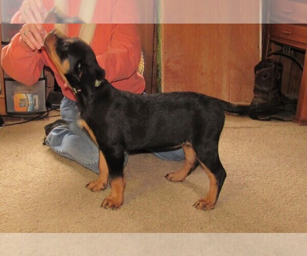 Medium Photo #18 Rottweiler Puppy For Sale in SPOKANE, WA, USA