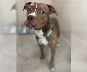 American Pit Bull Terrier-Unknown Mix Dogs for adoption in Center Township, PA, USA