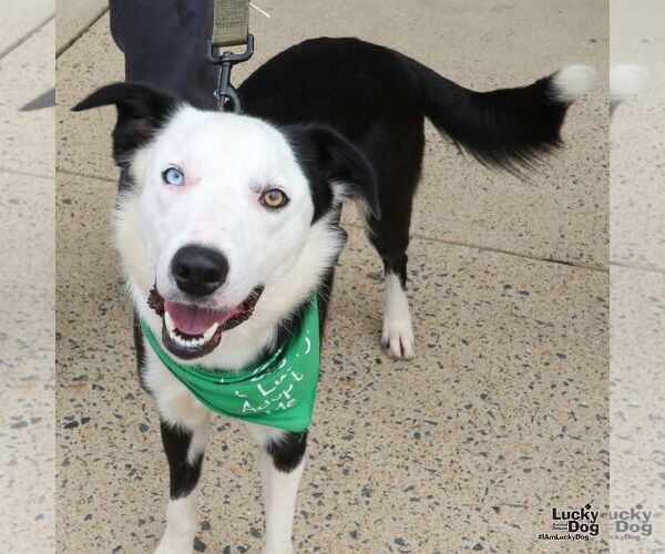 Medium Photo #7 Border Collie-Unknown Mix Puppy For Sale in Washington, DC, USA