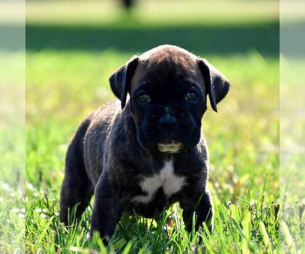 Medium Photo #3 Boxer Puppy For Sale in BERNVILLE, PA, USA